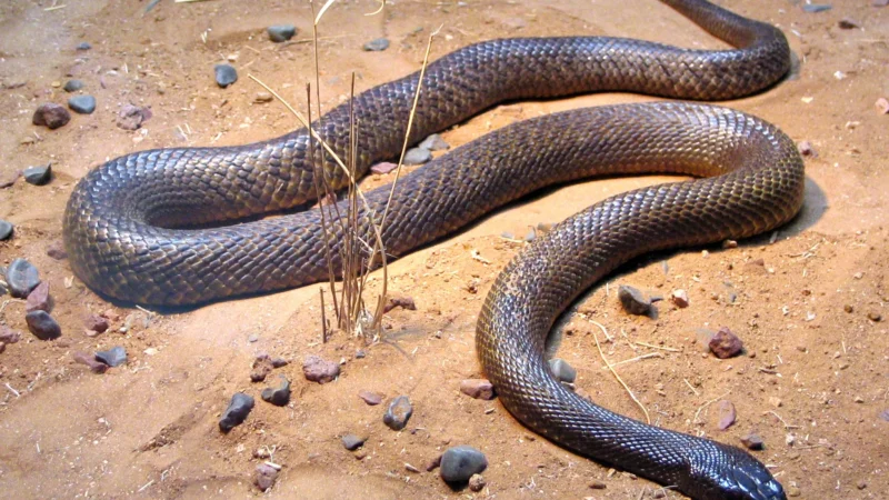 A cobra mais venenosa do mundo: Conheça esse predador implacável
