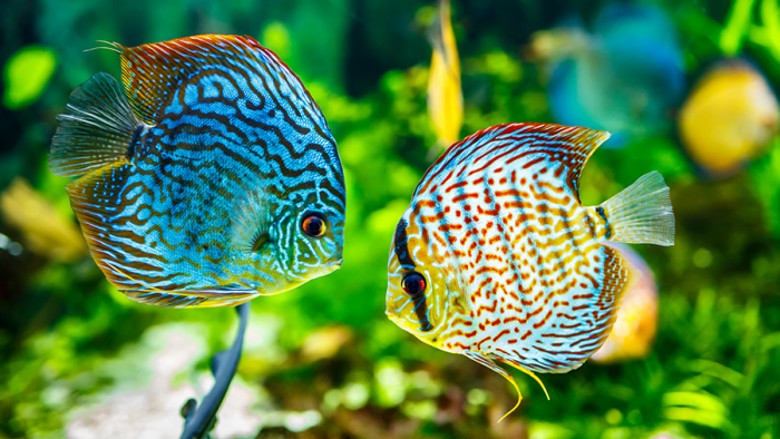 Peixe para aquário de água doce - Acará-disco