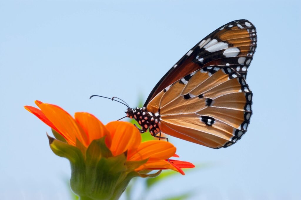 Diferença entre borboleta e mariposa