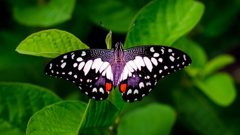 Qual a diferença entre borboleta e mariposa?