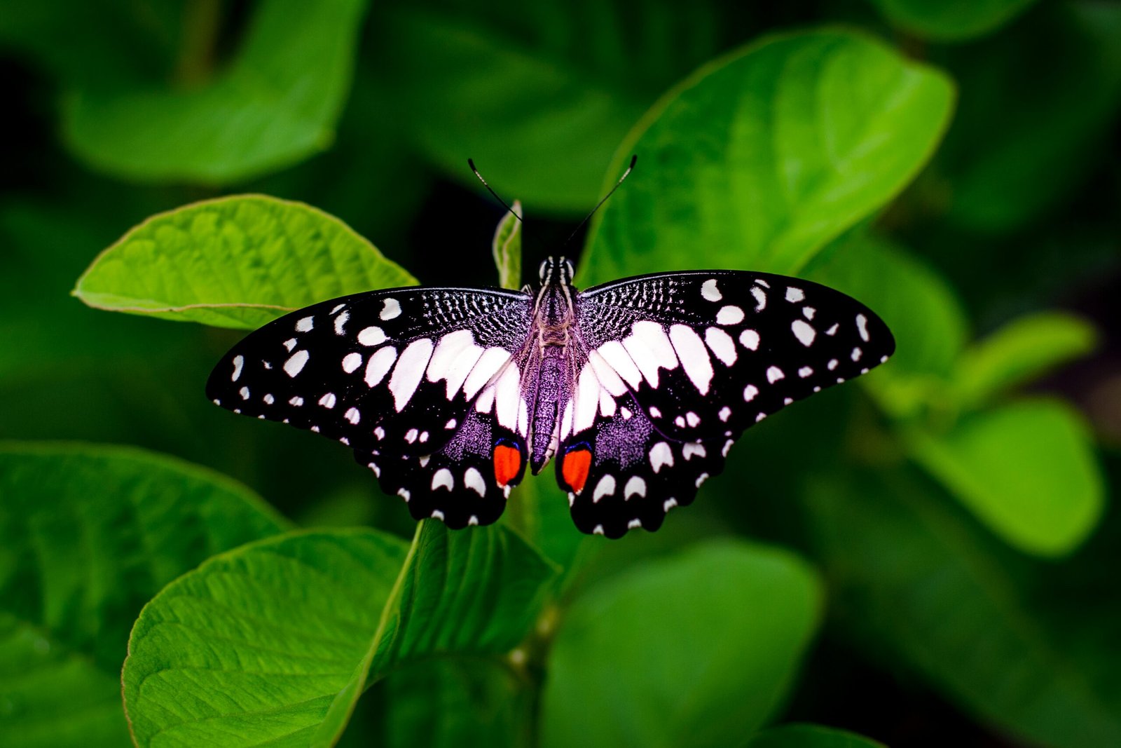 Qual a diferença entre borboleta e mariposa?