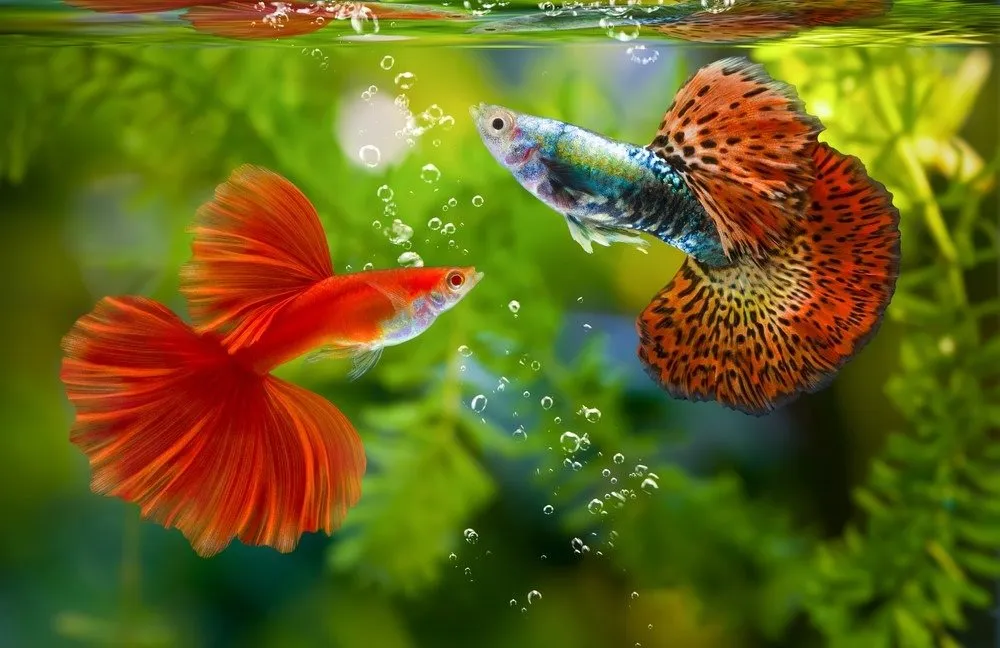 Peixe para aquário de água doce - Peixe Guppy