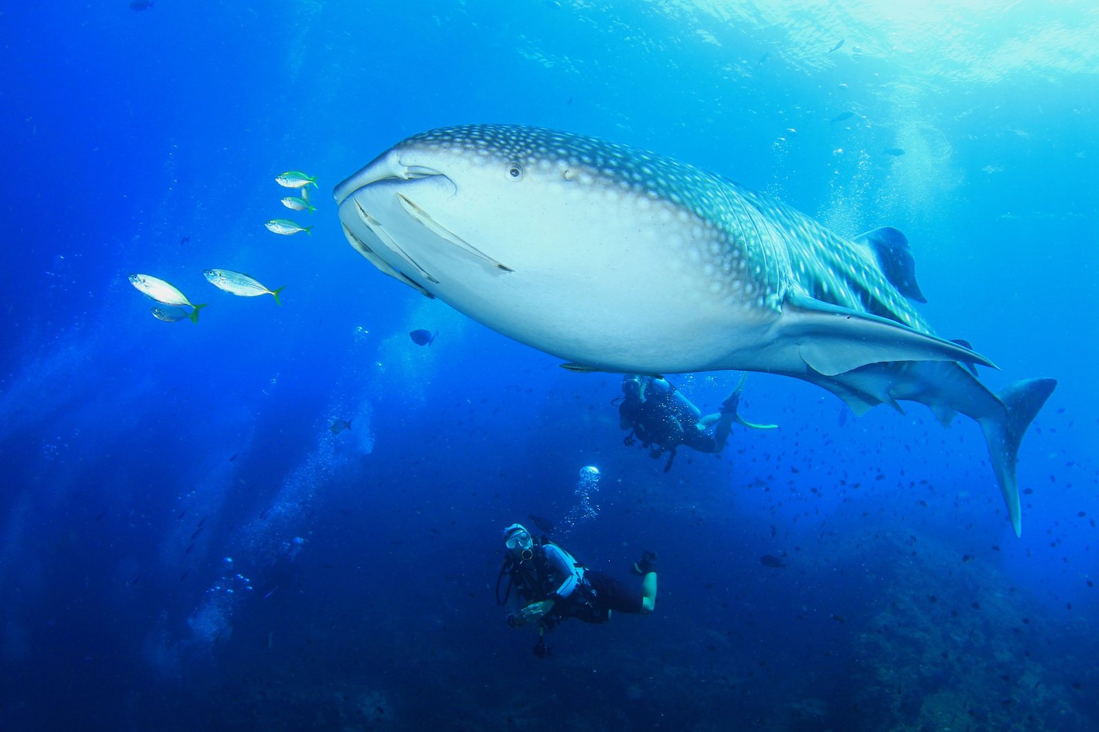 Tubarão-baleia: o maior peixe do mundo