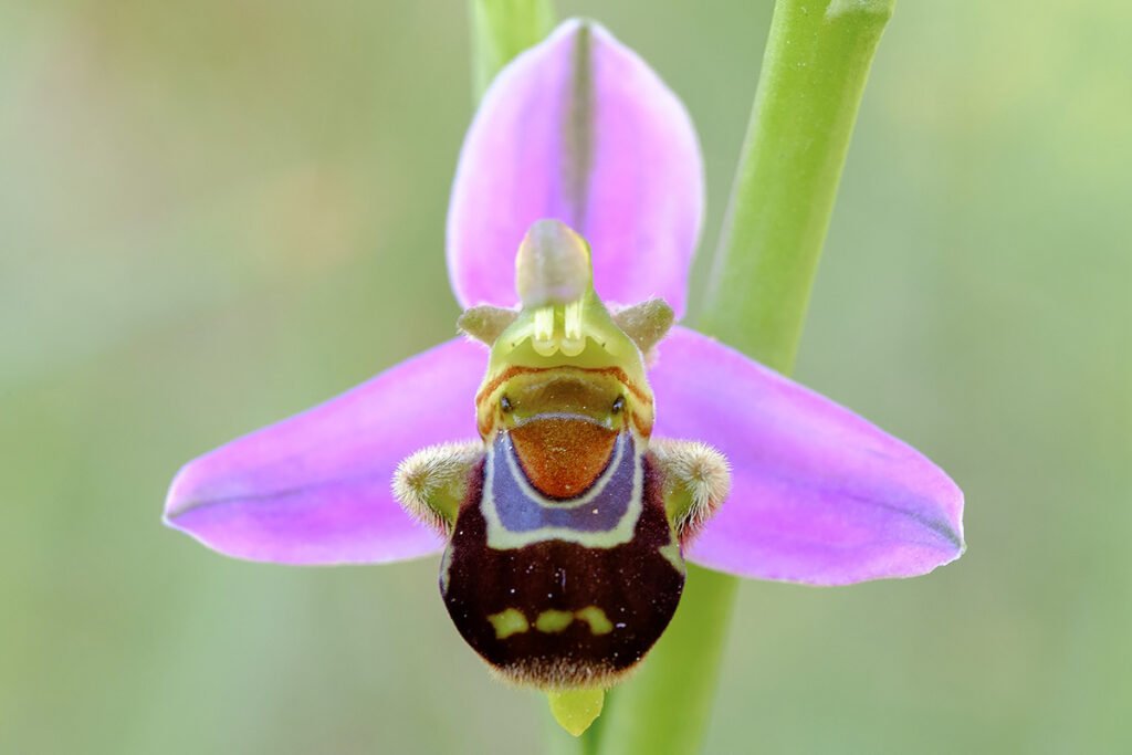 Orquídea Ophrys apifera