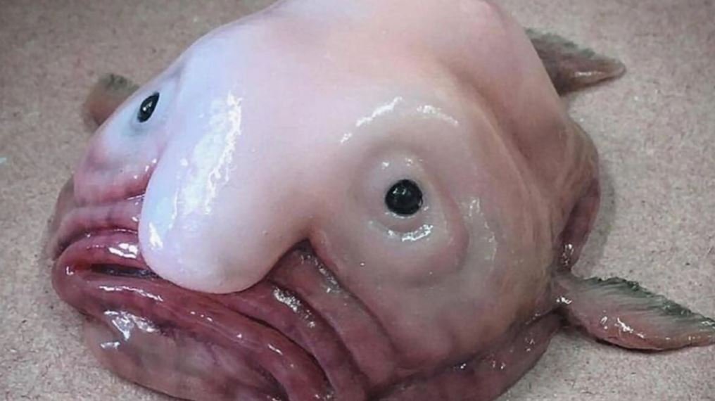 Animais mais feios do mundo - Peixe-bolha