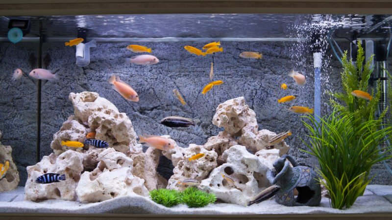 Peixe para aquário de água doce: Veja 6 opções ideais para você