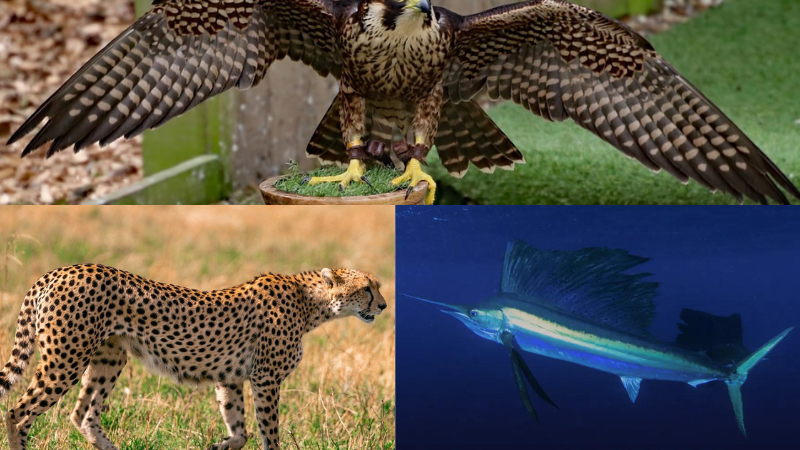 Animal mais rápido do mundo: No ar, na terra e na água