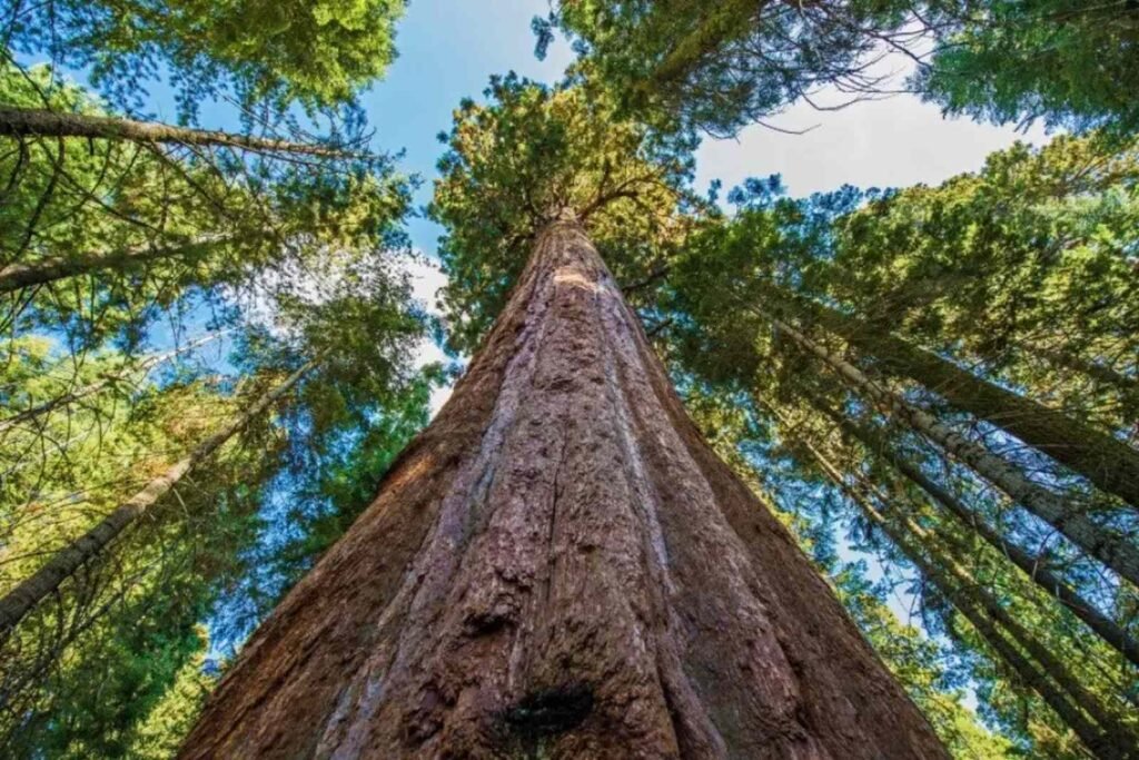 Árvore mais alta do mundo
