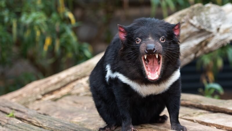 Diabo-da-tasmânia: Curiosidades e características