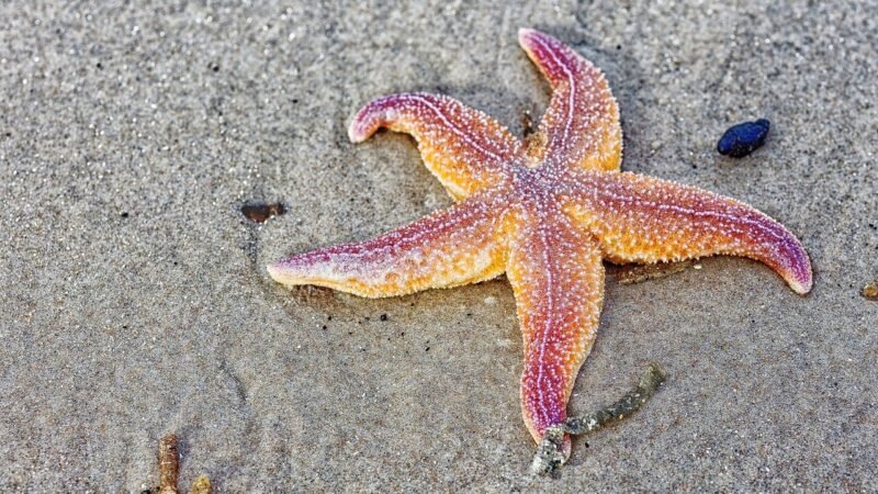 Estrela-do-mar: Saiba tudo sobre essas criaturas misteriosas