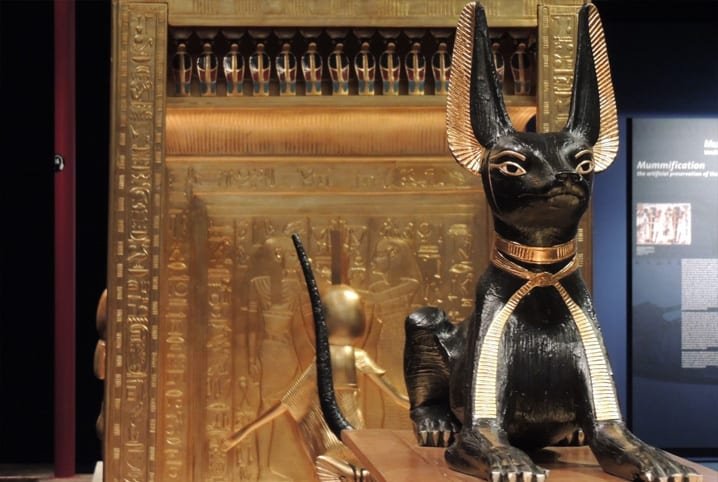 Raça Sphinx - Tambem conhecido como Gato Egípcio