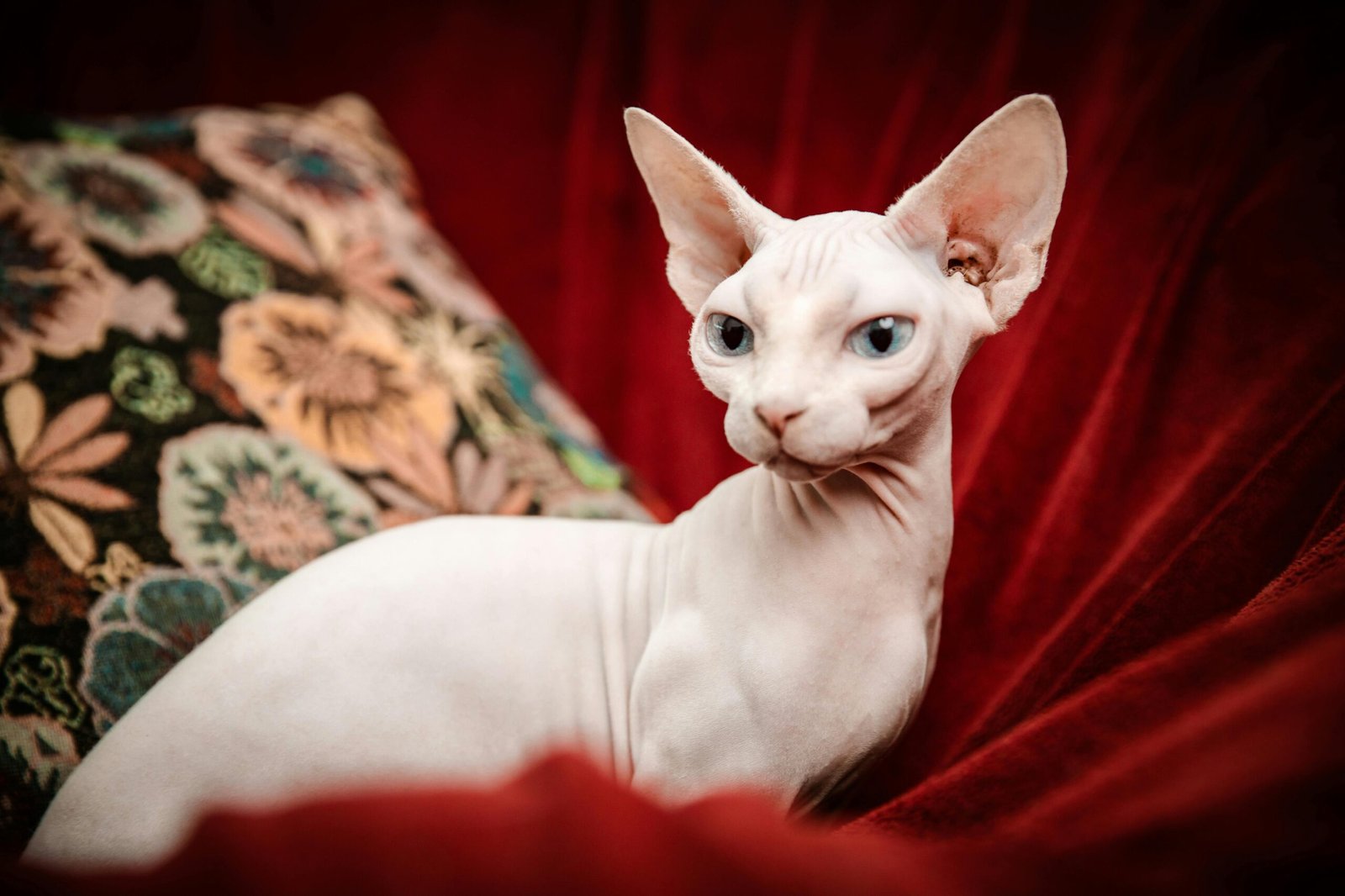 Gato sem pelos: Saiba tudo sobre a raça Sphynx