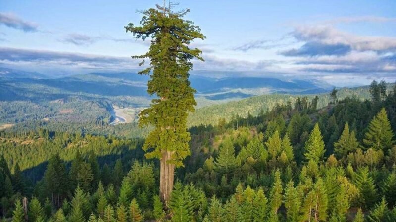 Descubra qual é a maior árvore do mundo