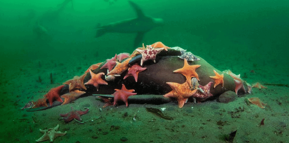 Estrelas-do-mar se alimentando de um leão-marinho