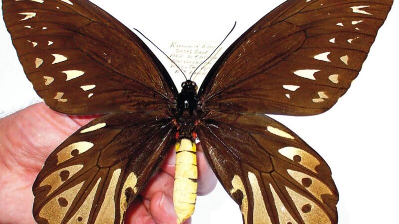 Maior borboleta do mundo: Espécie ultrapassa os 30cm