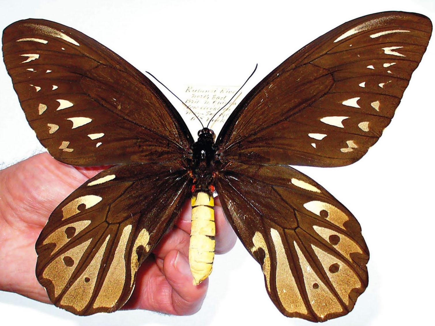 Maior borboleta do mundo: Espécie ultrapassa os 30cm