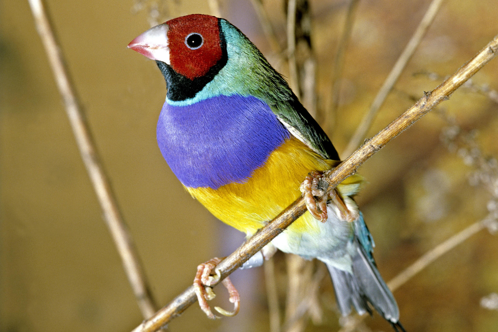 Conheça os 7 pássaros mais bonitos do mundo