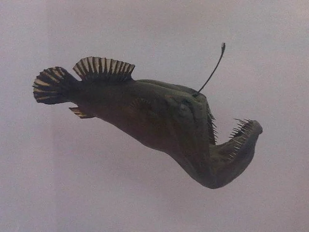 Peixe-pescador-de-mar-profundo