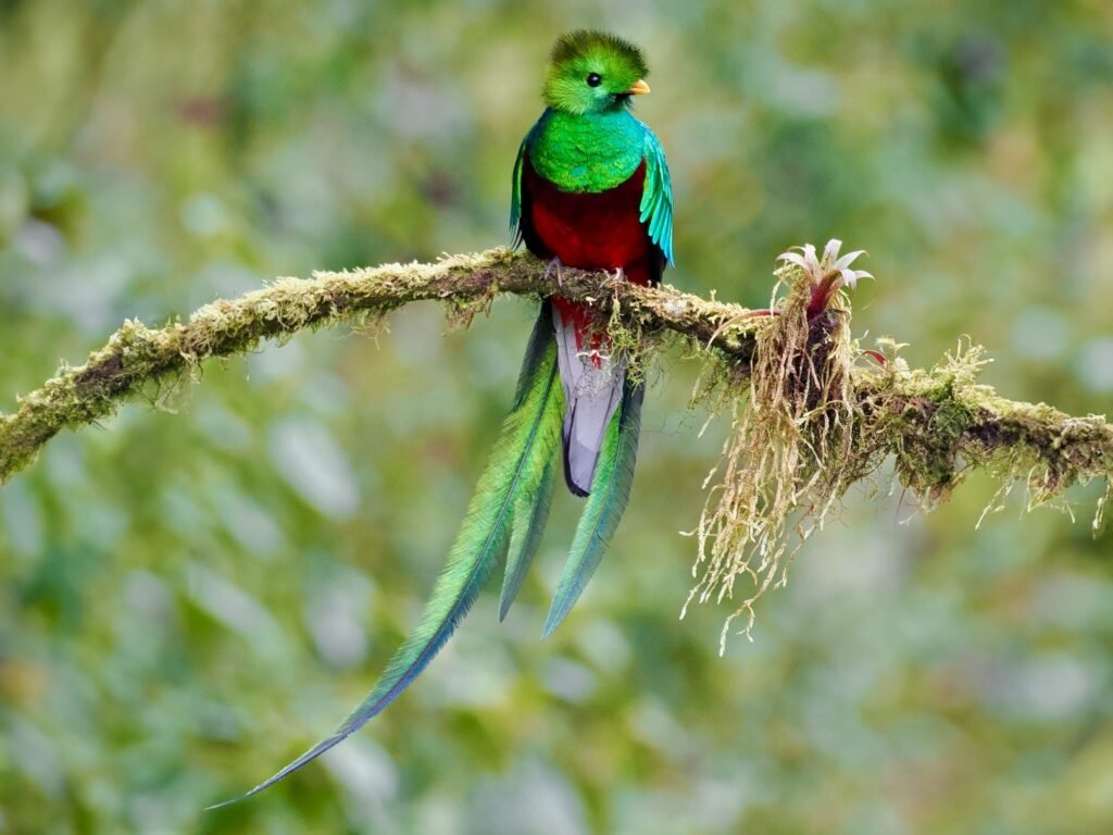 Quetzal - Pássaros mais bonitos do mundo