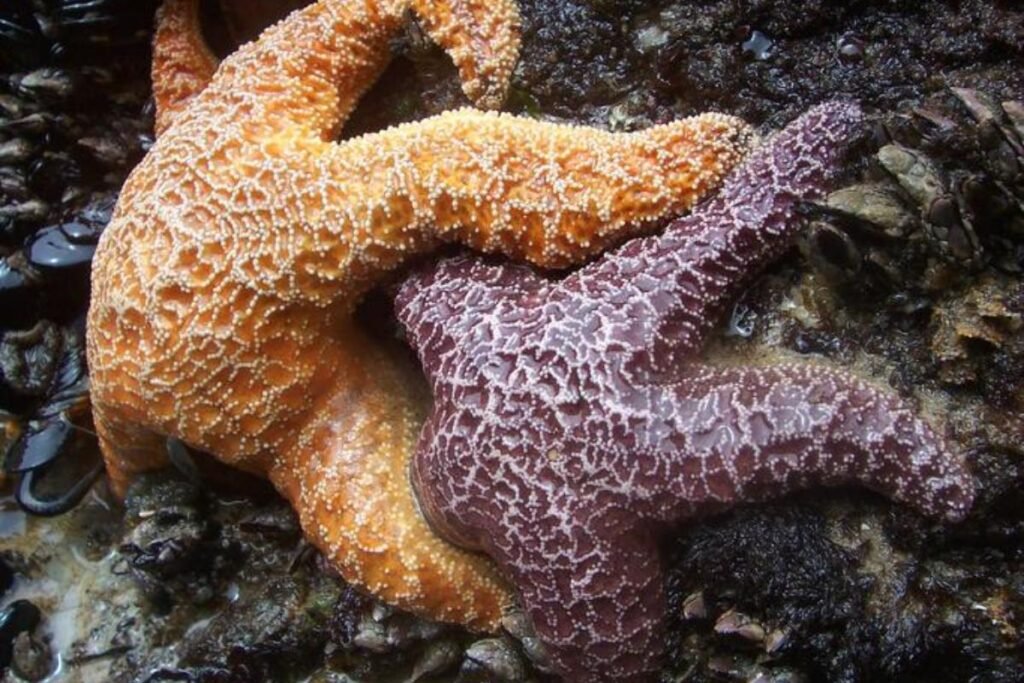 Reprodução da estrela-do-mar