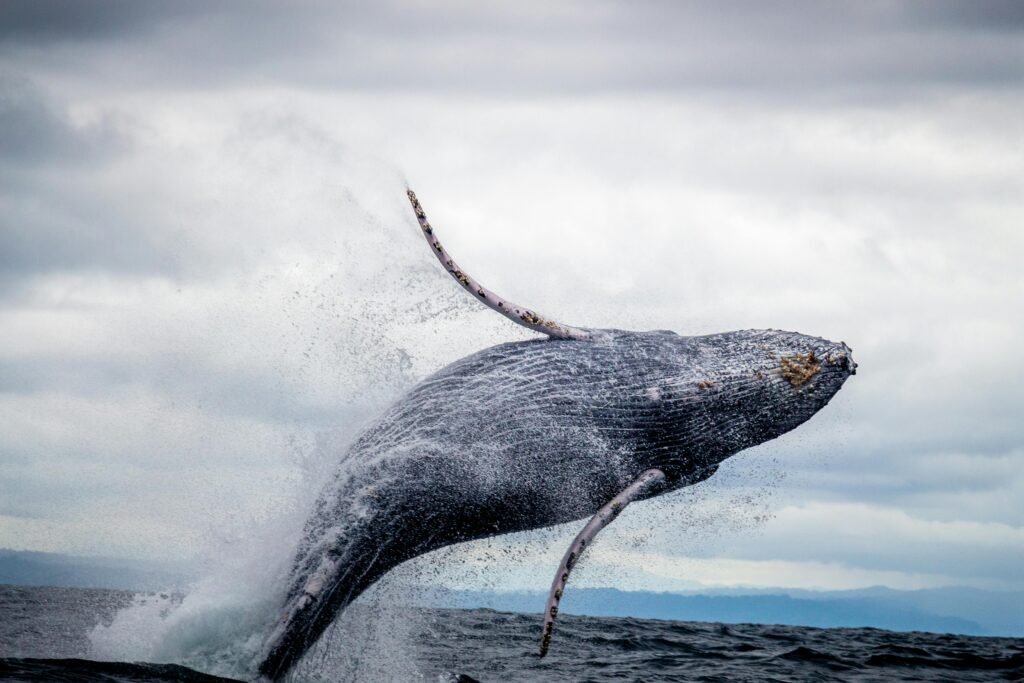 Baleia saltando na água