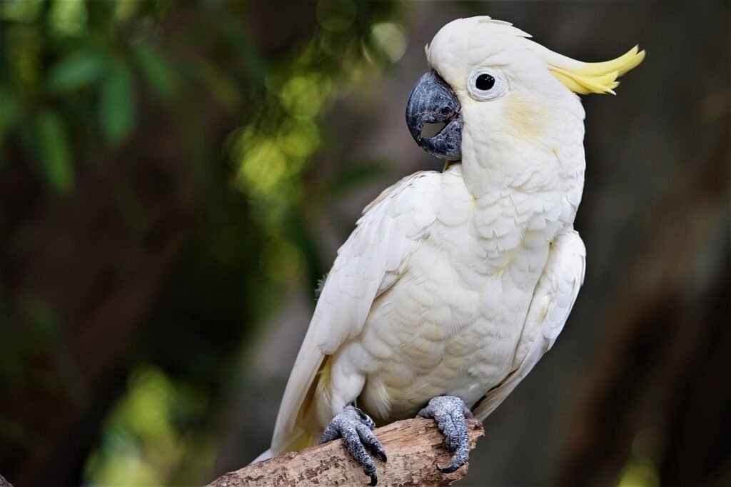 Cacatua