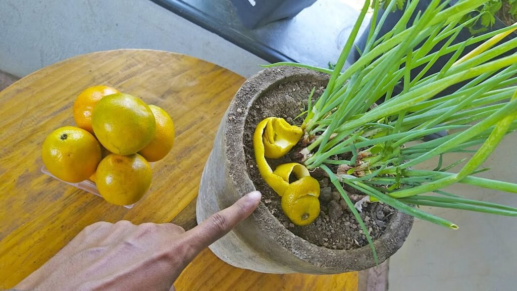Colocando cascas de frutas cítricas nas plantas