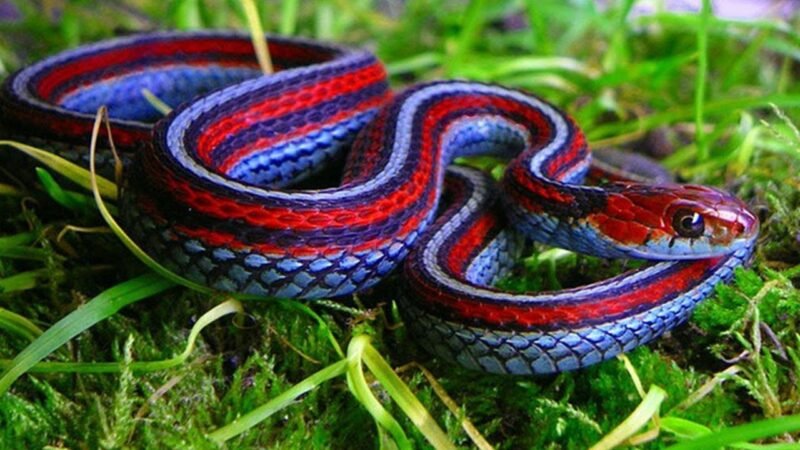 Cobra mais bonita do mundo: Veja 3 espécimes de beleza singular
