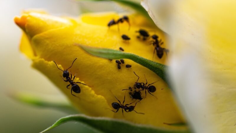 Como acabar com formigas nas plantas?