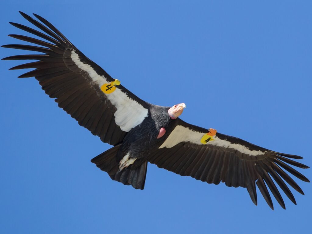 Condor-da-Califórnia voando no céu azul