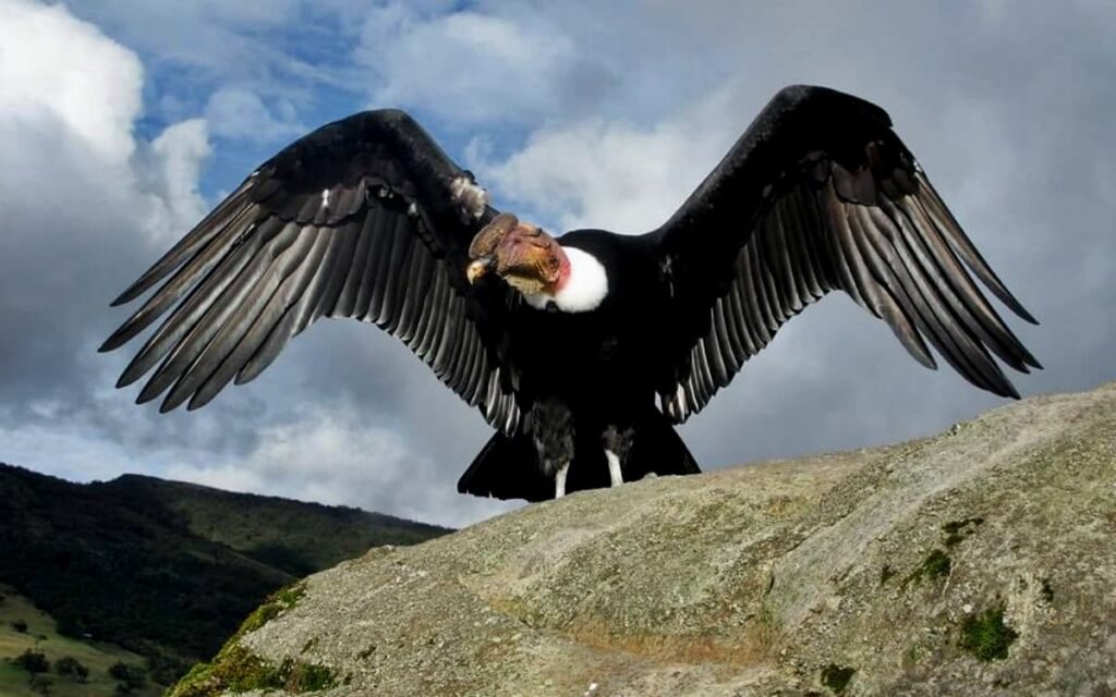 Maior ave de rapina do mundo: Condor-dos-Andes com as asas abertas
