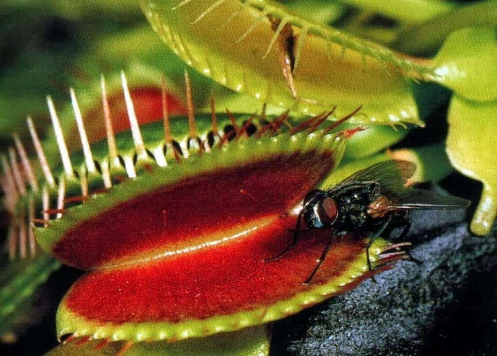 Planta carnívora Dioneia se alimentando de uma mosca