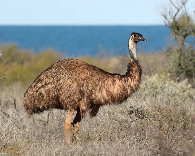 Maior ave do mundo: Emu