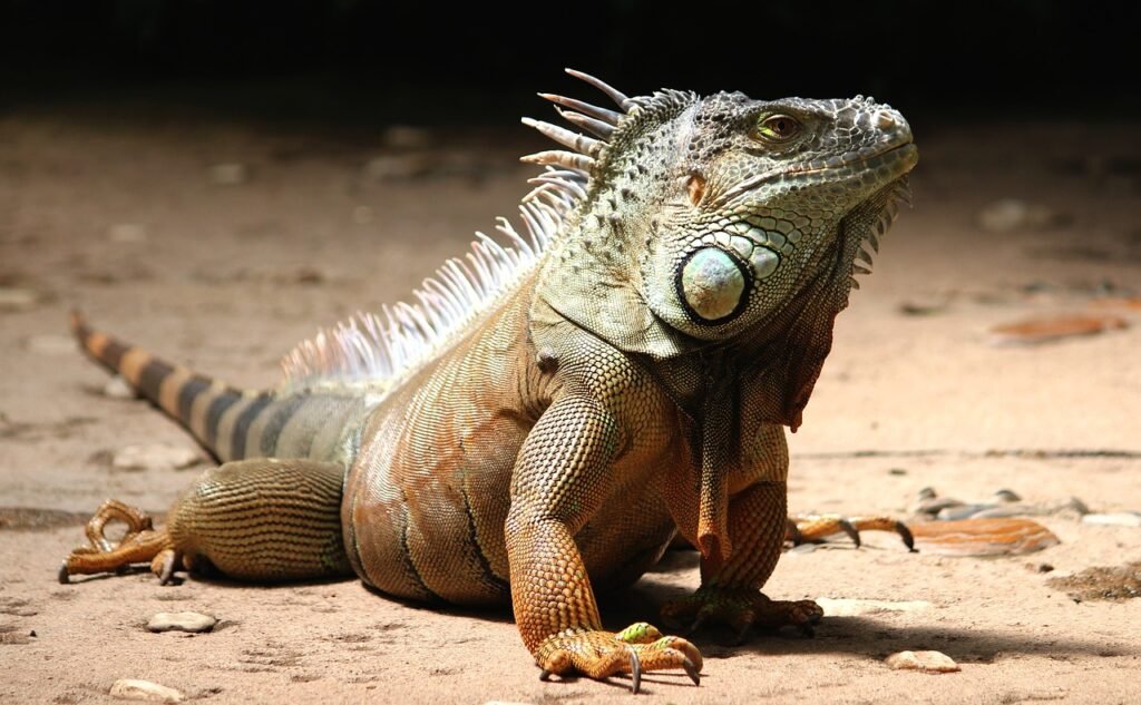 Iguana