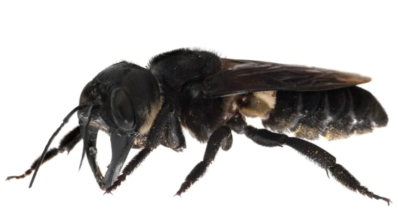Maior abelha do mundo: Com envergadura de até 6cm!