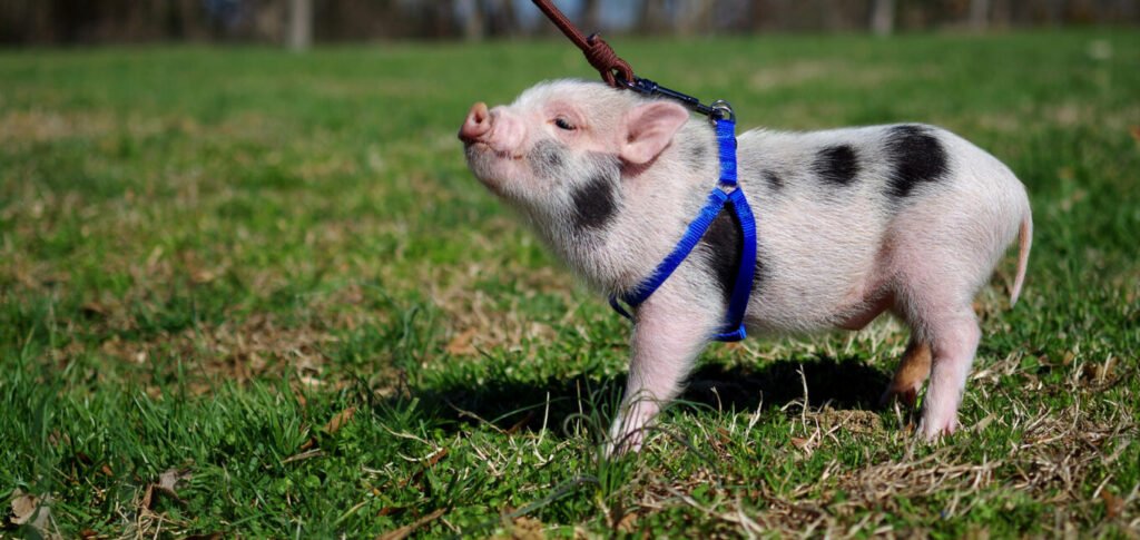 Mini-pig