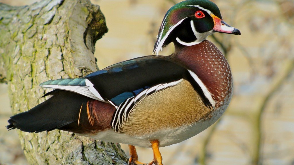 Animais de estimação exóticos: Pato-carolino