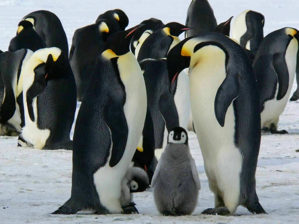 Pinguim-imperador
