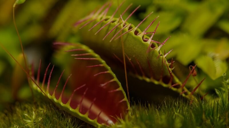 Planta carnívora Dioneia: Saiba mais sobre a papa-moscas