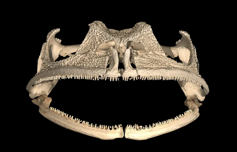 Arcária dentária do Gastrotheca Guentheri
