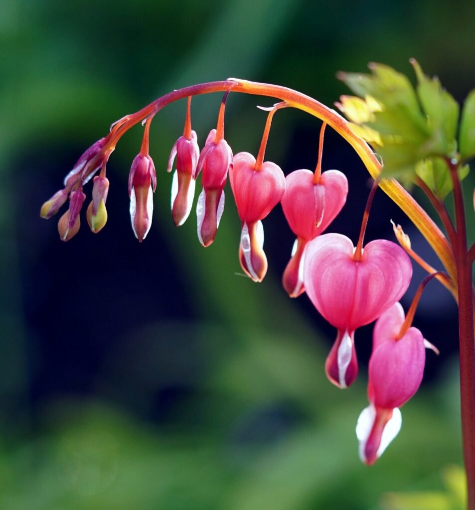 Flor Coração Sangrento