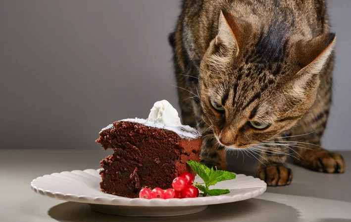 Gato pode comer chocolate? Saiba aqui!