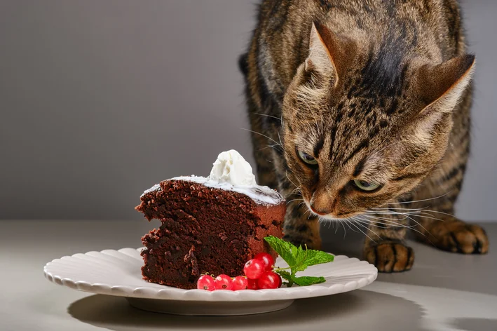 Gato pode comer chocolate? Saiba aqui!