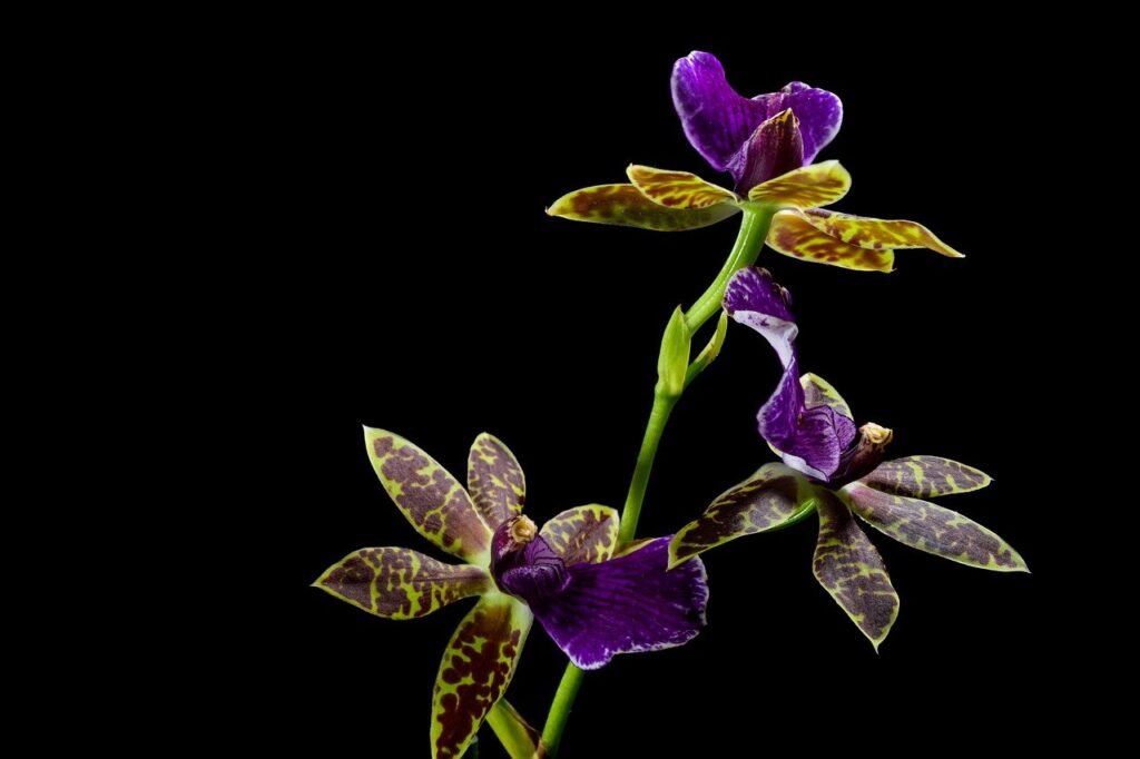 Flores mais lindas do mundo - Orquídea